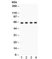 Western blot testing of 1) rat brain, 2) mouse brain, 3) human HeLa and 4) U87 lysate with FE65 antibody. Predicted molecular weight: ~77 kDa; the 97 kDa isoform can be cleaved to yield a 65 kDa C-terminal form.