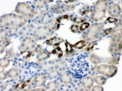 IHC testing of FFPE mouse kidney with PGRMC1 antibody. HIER: Boil the paraffin sections in pH 6, 10mM citrate buffer for 20 minutes and allow to cool prior to staining.