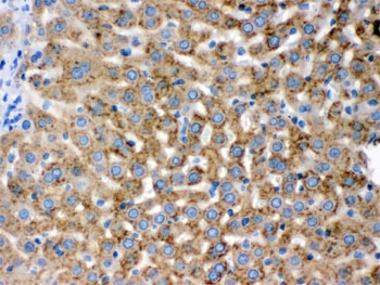 IHC testing of FFPE rat liver with PGRMC1 antibody. HIER: Boil the paraffin sections in pH 6, 10mM citrate buffer for 20 minutes and allow to cool prior to staining.