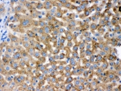 IHC testing of FFPE rat liver with PGRMC1 antibody. HIER: Boil the paraffin sections in pH 6, 10mM citrate buffer for 20 minutes and allow to cool prior to staining.