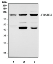 Western blot analysis using PIK3R2 antibody. Lane 1: human A549 whole cell lysates; Lane 2: human Jurkat whole cell lysates; Lane 3: human K562 whole cell lysates. The predicted molecular weight of PI3K p85 beta is ~82 kDa, and a predominant band is observed at the expected size.