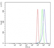 Flow cytometry testing of human PC-3 cells with WNT7A antibody at 1ug/million cells (blocked with goat sera); Red=cells alone, Green=isotype control, Blue= WNT7A antibody.