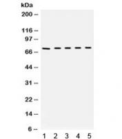 Western blot testing of mouse 1) lung, 2) testis, 3) liver, 4) HEPA and 5) NEURO lysate with Bradykinin antibody. Expected/observed molecular weight ~72 kDa.