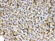 IHC testing of FFPE mouse liver with NTCP antibody. HIER: Boil the paraffin sections in pH 6, 10mM citrate buffer for 20 minutes and allow to cool prior to staining.