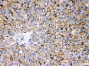 IHC testing of FFPE rat liver with NTCP antibody. HIER: Boil the paraffin sections in pH 6, 10mM citrate buffer for 20 minutes and allow to cool prior to staining.