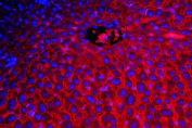 Immunofluorescent staining of FFPE mouse liver with NTCP antibody (red) and DAPI nuclear counterstain (blue). HIER: boil tissue sections in pH8 EDTA buffer, for 10-20 min followed by cooling at RT for 20 min.