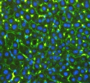 Immunofluorescent staining of FFPE mouse liver with NTCP antibody (green) and DAPI nuclear counterstain (blue). HIER: boil tissue sections in pH6, 10mM citrate buffer, for 10-20 min followed by cooling at RT for 20 min.