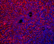 Immunofluorescent staining of FFPE mouse liver with NTCP antibody (red) and DAPI nuclear counterstain (blue). HIER: boil tissue sections in pH6, 10mM citrate buffer, for 10-20 min followed by cooling at RT for 20 min.