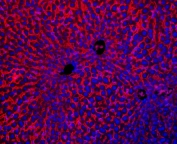 Immunofluorescent staining of FFPE mouse liver with NTCP antibody (red) and DAPI nuclear counterstain (blue). HIER: boil tissue sections in pH6, 10mM citrate buffer, for 10-20 min followed by cooling at RT for 20 min.