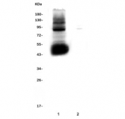 Western blot testing of 1) rat liver and 2) rat kidney lysate with SLC10A1 antibody. Expected molecular weight: 38~45 kDa.