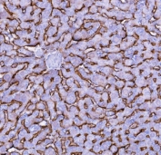 IHC testing of FFPE mouse liver with NTCP antibody. HIER: Boil the paraffin sections in pH8 EDTA buffer for 20 minutes and allow to cool prior to staining.