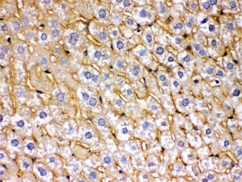 IHC testing of FFPE mouse liver with SOD3 antibody. HIER: Boil the paraffin sections in pH 6, 10mM citrate buffer