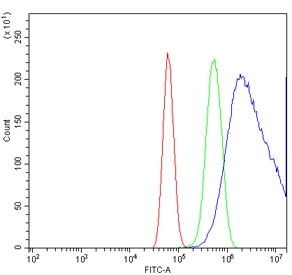 Flow cytometry testing of human U-87 MG cells with MKK7 antibody at 1ug/million cells (blocked with goat sera); Red=cells alone, Green=isotype control, Blue= MKK7 antibody.