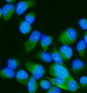 Immunofluorescent staining of FFPE human PC-3 cells with MKK7 antibody (green) and DAPI nuclear stain (blue). HIER: steam section in pH6 citrate buffer for 20 min.
