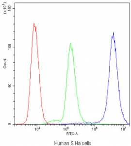 Flow cytometry testing of human SiHa cells with PPP1R12A antibody at 1ug/million cells (blocked with goat sera); Red=cells alone, Green=isotype control, Blue=PPP1R12A antibody.