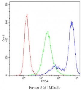 Flow cytometry testing of human U-251 MG cells with PPP1R12A antibody at 1ug/million cells (blocked with goat sera); Red=cells alone, Green=isotype control, Blue=PPP1R12A antibody.