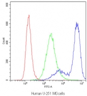 Flow cytometry testing of human U-251 MG cells with PPP1R12A antibody at 1ug/10^6 cells (blocked with goat sera); Red=cells alone, Green=isotype control, Blue=PPP1R12A antibody.