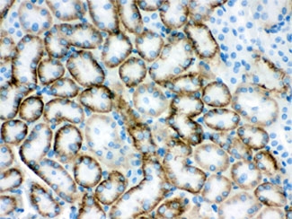 IHC testing of FFPE mouse kidney with SLC22A2 antibody. HIER: Boil the paraffin sections in pH 6, 10mM citrate buffer for 20 minutes and allow to cool prior to staining.