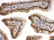 IHC testing of FFPE mouse intestine with SAPK4 antibody. HIER: Boil the paraffin sections in pH 6, 10mM citrate buffer for 20 minutes and allow to cool prior to staining.