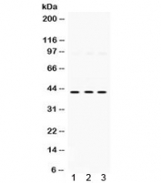 Western blot testing of 1) rat kidney, 2) human HeLa, and 3) human A549 lysate with SAPK4 antibody. Expected/observed molecular weight ~42 kDa.