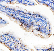 Immunohistochemistry analysis of SAPK4 in rat colon tissue. Paraffin-embedded rat colon tissue was stained using SAPK4 antibody following EDTA-mediated antigen retrieval (pH 8.0). SAPK4 signal is observed primarily in epithelial cells of the intestinal mucosa, with lower signal in non-epithelial compartments.
