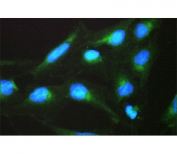 Immunofluorescent staining of FFPE human U-2 OS cells with SPTLC1 antibody (green) and DAPI nuclear stain (blue). HIER: steam section in pH6 citrate buffer for 20 min.