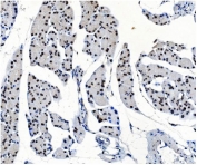 IHC testing of FFPE rat pancreas with OGT antibody. HIER: Boil the paraffin sections in pH8 EDTA for 20 minutes and allow to cool prior to staining.
