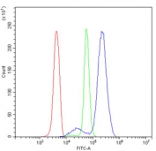 Flow cytometry testing of human U937 cells with OGT antibody at 1ug/million cells (blocked with goat sera); Red=cells alone, Green=isotype control, Blue= OGT antibody.