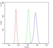 Flow cytometry testing of mouse RAW264.7 cells with OGT antibody at 1ug/million cells (blocked with goat sera); Red=cells alone, Green=isotype control, Blue= OGT antibody.