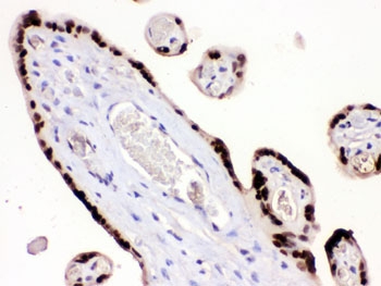 IHC testing of FFPE human placenta with HMG4 antibody. HIER: Boil the paraffin sections in pH 6, 10mM citrate buffer for 20 minutes and allow to cool prior to staining.