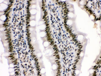 IHC testing of FFPE rat intestine with HMG4 antibody. HIER: Boil the paraffin sections in pH 6, 10mM citrate buffer for 20 minutes and allow to cool prior to staining.
