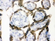 IHC testing of frozen human placental tissue with PDPK1 antibody.