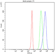 Flow cytometry testing of fixed and permeabilized human 293T cells with PRC1 antibody at 1ug/million cells (blocked with goat sera); Red=cells alone, Green=isotype control, Blue= PRC1 antibody.