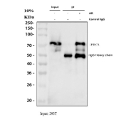 Western blot testing of human 1) MCF7, 2) SGC and 3) HeLa cell lysate with PRC1 antibody. Expected molecular weight ~70-80 kDa, may be observed as a doublet.