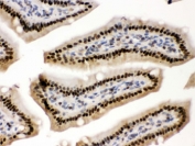 IHC testing of FFPE mouse intestine with PRKAB2 antibody. HIER: Boil the paraffin sections in pH 6, 10mM citrate buffer for 20 minutes and allow to cool prior to staining.