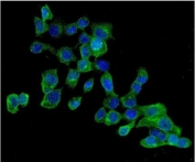 Immunofluorescent staining of FFPE human A431 cells with AMPK beta 2 antibody (green) and DAPI nuclear stain (blue). HIER: steam section in pH6 citrate buffer for 20 min.