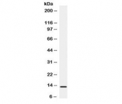 Western blot testing of human HeLa lysate with BCA1 antibody. Expected/observed molecular weight ~13 kDa.