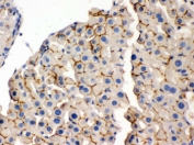 IHC testing of FFPE mouse liver with OPA1 antibody. HIER: Boil the paraffin sections in pH 6, 10mM citrate buffer for 20 minutes and allow to cool prior to staining.