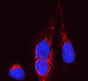 Immunofluorescent staining of FFPE human U-2 OS cells with OPA1 antibody (red) and DAPI nuclear stain (blue). HIER: steam section in pH6 citrate buffer for 20 min.