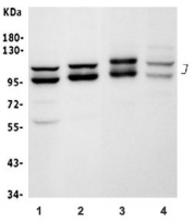 Western blot testing of 1) rat brain, 2) mouse brain, 3) mouse heart and 4) mouse NIH 3T3 lysate with OPA1 antibody. Predicted molecular weight: 111-120 kDa with multiple smaller isoforms from 81-95 kDa.