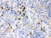 IHC testing of rat spleen with MMP8 antibody. HIER: Boil the paraffin sections in pH 6, 10mM citrate buffer for 20 minutes and allow to cool prior to staining.