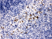 IHC testing of mouse spleen with MMP8 antibody. HIER: Boil the paraffin sections in pH 6, 10mM citrate buffer for 20 minutes and allow to cool prior to staining.