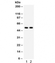 Western blot testing of 1) human HeLa and 2) mouse HEPA lysate with ATG13 antibody. Predicted/observed molecular weight ~57 kDa.