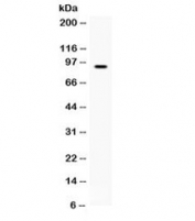 Western blot testing of human HepG2 cell lysate with BCAR3 antibody. Expected/observed molecular weight ~93 kDa.