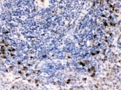 IHC testing of FFPE rat spleen with BCAR3 antibody. HIER: Boil the paraffin sections in pH 6, 10mM citrate buffer for 20 minutes and allow to cool prior to staining.