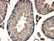 IHC testing of FFPE mouse testis with IDH1 antibody. HIER: Boil the paraffin sections in pH 6, 10mM citrate buffer for 20 minutes and allow to cool prior to staining.