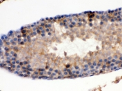 IHC testing of FFPE rat testis with IDH1 antibody. HIER: Boil the paraffin sections in pH 6, 10mM citrate buffer for 20 minutes and allow to cool prior to staining.