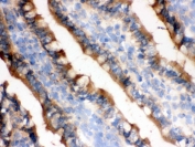 IHC testing of frozen rat small intestine tissue with IDH1 antibody.