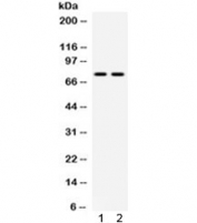 Western blot testing of mouse 1) kidney and 2) NIH3T3 lysate with ZBTB7A antibody. Predicted molecular weight ~61 kDa but routinely observed at ~75 kDa.