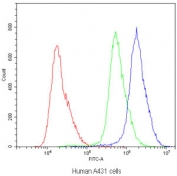 Flow cytometry testing of human A431 cells with ABCB11 antibody at 1ug/10^6 cells (blocked with goat sera); Red=cells alone, Green=isotype control, Blue=ABCB11 antibody.